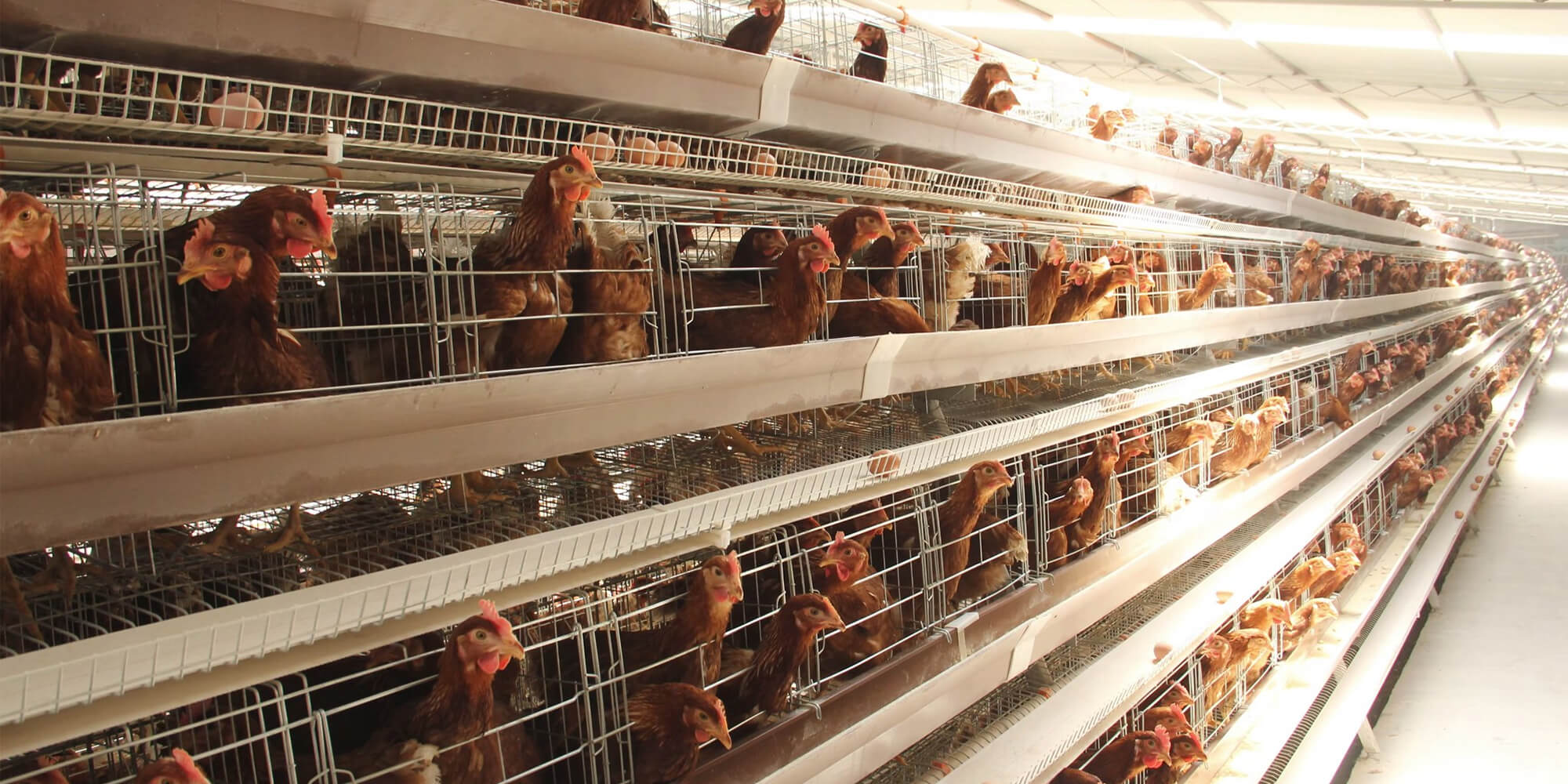 WIN Chicken Cage