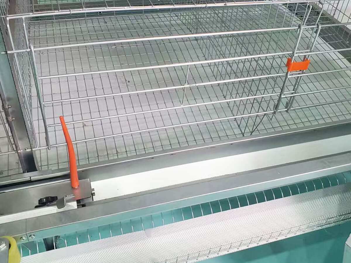 Automated Egg Collection Conveyor